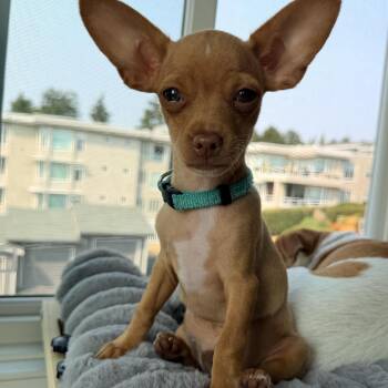 Kyle -  Chihuahua Dog for Adoption in Ephrata, Washington - Kyle | PetCurious