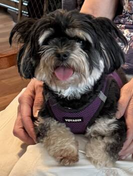 Maltese Dogs Available for Adoption - Halle Asha | PetCurious