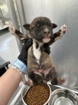 Rescue Terrier and Mixed Breed Dogs for Adoption in Fort Worth, Texas - 59657602 | PetCurious