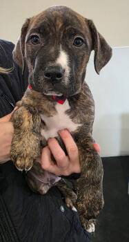 Pit Bull Terrier Dogs Available for Adoption - Colt | PetCurious