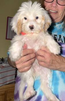 Bernese Mountain Dog and Poodle Dogs Available for Adoption in Valrico, Florida - Nyala | PetCurious