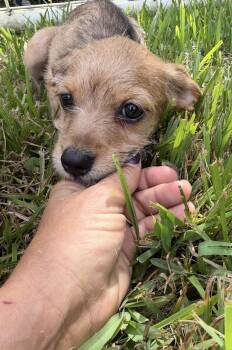 Sparkle -  Chiweenie Dog for Adoption in Louise, Texas - Sparkle | PetCurious