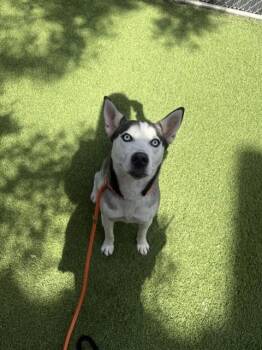 Siberian Husky and Mixed Breed Dogs Available for Adoption in San Jose, California - PICNIC | PetCurious