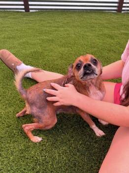 Jimothy -  Chihuahua and Terrier Dog for Adoption - Jimothy | PetCurious