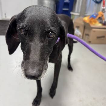 Rescue Black Mouth Cur and Mixed Breed Dogs for Adoption in Morganfield, Kentucky - Rhonda | PetCurious