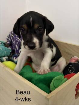 Beau -  Foxhound and Hound Dog for Adoption in Louisa, Virginia - Beau | PetCurious