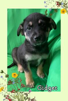 German Shepherd Dog and Labrador Retriever Dogs Available for Adoption in Watertown, Connecticut - Gidget  | PetCurious