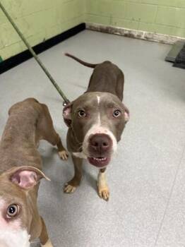 Pit Bull Terrier Dogs Available for Adoption in Indianapolis, Indiana - MARY KATE | PetCurious