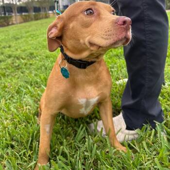 Harvest -  Mixed Breed Dog for Adoption in West Palm Beach, Florida - Harvest | PetCurious