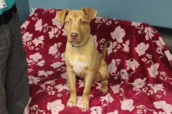 Buddy -  Catahoula Leopard Dog and Mixed Breed Dog for Adoption in Kansas City, Missouri - Buddy | PetCurious