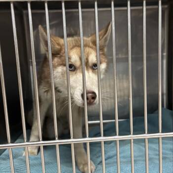 Dune -  Husky Dog for Adoption in Northbrook, Illinois - Dune | PetCurious