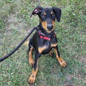 Charles -  Doberman Pinscher and Mixed Breed Dog for Adoption in Greensboro, North Carolina - Charles | PetCurious