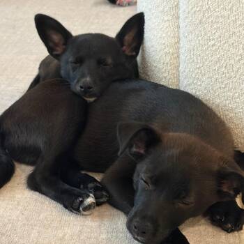 Hannah -  Black Labrador Retriever and Shepherd Dog for Adoption in Los Angeles, California - Hannah | PetCurious