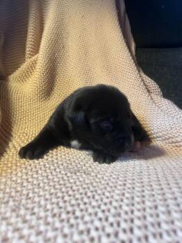 Pit Bull Terrier and Mixed Breed Dogs Available for Adoption - Siggy | PetCurious