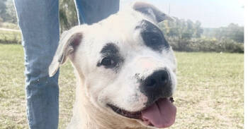 Rescue American Bulldog Dogs for Adoption in Troy, Alabama - Zoey | PetCurious