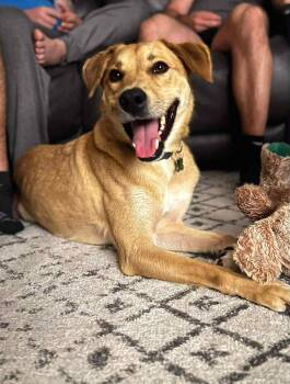 Rescue Mixed Breed Dogs for Adoption in Lake Ronkonkoma, New York - Romeo | PetCurious