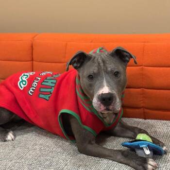 American Staffordshire Terrier and Mixed Breed Dogs Available for Adoption in Tipton, Indiana - Sarge | PetCurious