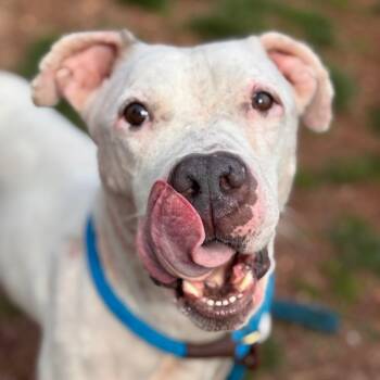 Pit Bull Terrier Dogs Available for Adoption in York, Pennsylvania - Yahtzee | PetCurious
