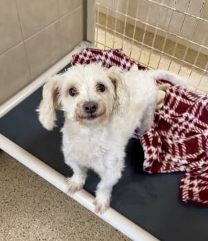 William -  Poodle Dog for Adoption in Kerrville, Texas - William | PetCurious