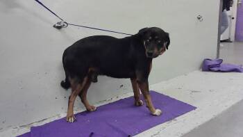 Rottweiler and Mixed Breed Dogs Available for Adoption - WALLAS | PetCurious