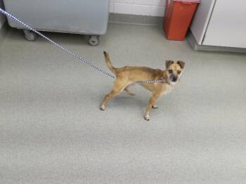 OLIVER -  Chihuahua Dog for Adoption in Omaha, Nebraska - OLIVER | PetCurious