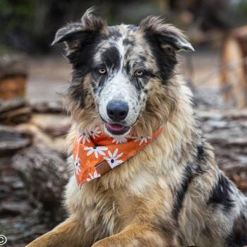 Australian Shepherd Dogs Available for Adoption in Clarinda, Iowa - Mollie | PetCurious
