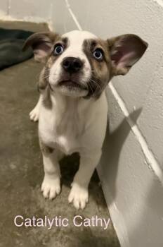 Pit Bull Terrier Dogs Available for Adoption in Semmes, Alabama - Cathy | PetCurious