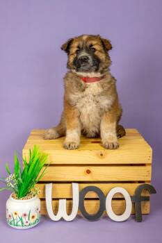 Shepherd Dogs Available for Adoption - 182-26 | PetCurious