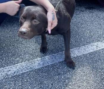 Ducee - 2 -  Mixed Breed and Pit Bull Terrier Dog for Adoption in Daytona Beach, Florida - Ducee - 2 | PetCurious