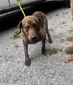 Max -  Mixed Breed Dog for Adoption in Elizabethtown, North Carolina - Max | PetCurious