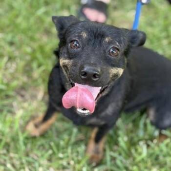Miles -  Dachshund and Chihuahua Dog for Adoption in Houston, Texas - Miles | PetCurious
