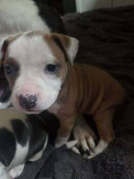 Rescue Shepherd and American Staffordshire Terrier Dogs for Adoption in Holly Springs, North Carolina - Lola - Lucky Litter | PetCurious