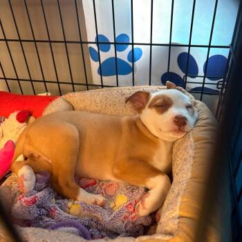 Basenji and Mixed Breed Dogs Available for Adoption in Spokane, Washington - Bourbon | PetCurious