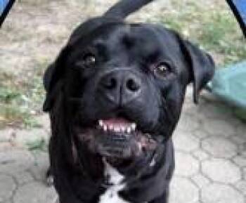 Prince -  Pit Bull Terrier Dog for Adoption in Euclid, Ohio - Prince | PetCurious