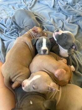Aurora pup5 -  Mixed Breed Dog for Adoption in Muskegon, Michigan - Aurora Pup5 | PetCurious