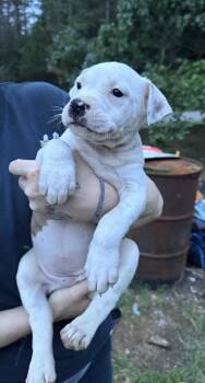 Andy -  American Bulldog and Pit Bull Terrier Dog for Adoption in Watertown, Connecticut - Andy | PetCurious
