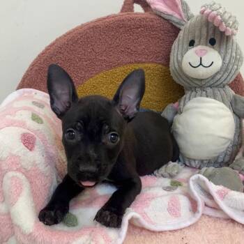 Pit Bull Terrier Dogs Available for Adoption - Jungle | PetCurious