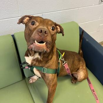 Mixed Breed Dogs Available for Adoption - Alf | PetCurious