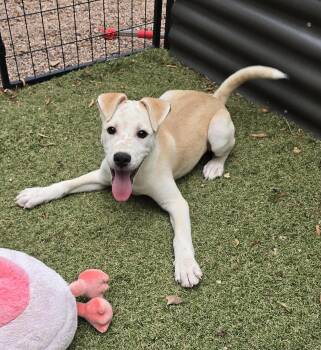 Bidziil -  Labrador Retriever and Cattle Dog Dog for Adoption in Apache Junction, Arizona - Bidziil | PetCurious
