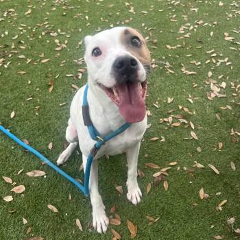 Mixed Breed Dogs Available for Adoption - Finnick | PetCurious