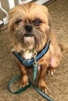 Rescue Mixed Breed Dogs for Adoption in Gary, Indiana - Charlie | PetCurious