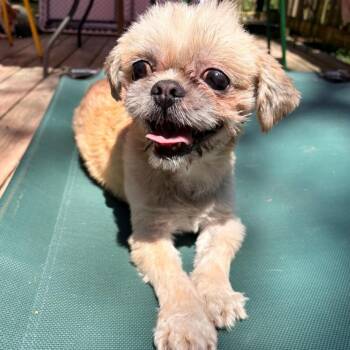 JACK (SPECIAL NEEDS-BLIND) -  Shih Tzu Dog for Adoption - JACK (SPECIAL NEEDS-BLIND) | PetCurious