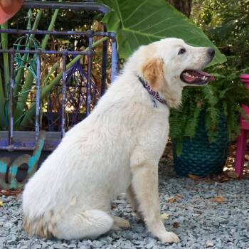 Elvis -  Great Pyrenees Dog for Adoption in Wake Forest, North Carolina - Elvis | PetCurious