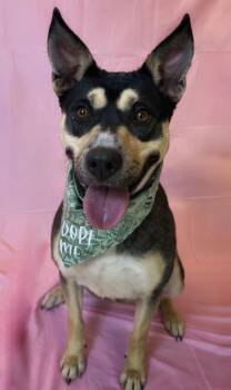 Australian Kelpie Dogs Available for Adoption in Columbus, Nebraska - Wren | PetCurious