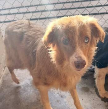 Skylar -  Australian Shepherd Dog for Adoption in Thompson Falls, Montana - Skylar | PetCurious