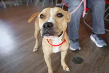 Rescue Mixed Breed Dogs for Adoption in West Chester, Pennsylvania - Zoobilee | PetCurious