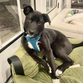 Border Collie Dogs Available for Adoption in New York, New York - Pythagoras | PetCurious