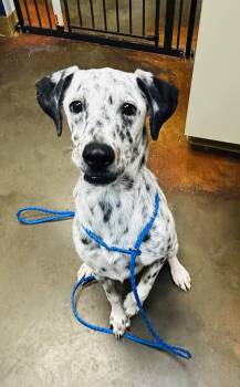 Glory -  Dalmatian Dog for Adoption in Council Bluffs, Iowa - Glory | PetCurious
