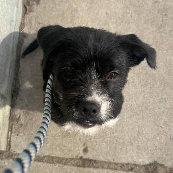 Terrier Dogs Available for Adoption - James Bond | PetCurious