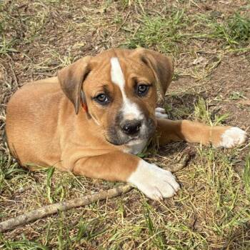 Pointer Dogs Available for Adoption in Briarcliff Manor, New York - Clifford | PetCurious